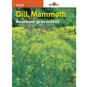 Dill Mammoth Seed