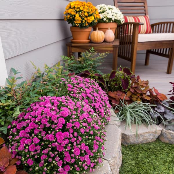 barbara karst bougainvillea plant Bougainvillea Barbara Karst