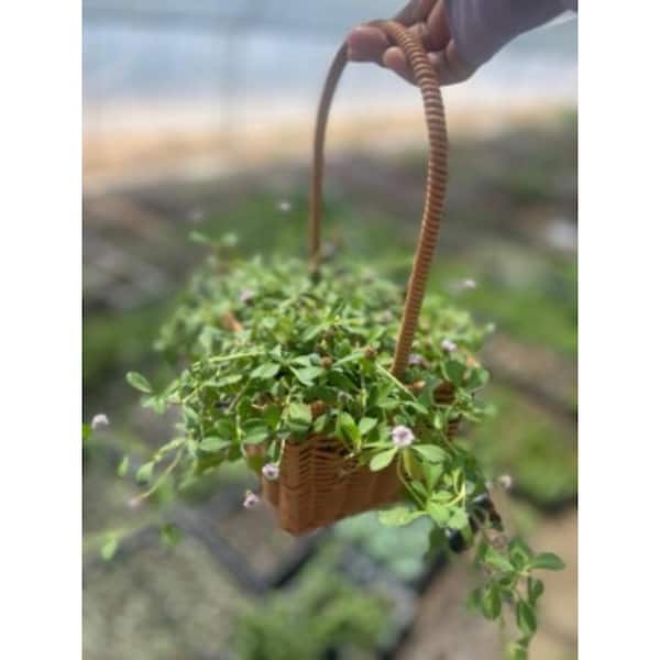 5-Piece Live Rooted Spreading Plant Phyla Nodiflora