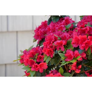 4.5 in. qt. Perfecto Mundo Double Red Reblooming Azalea (Rhododendron) Live Plant, Red Flowers
