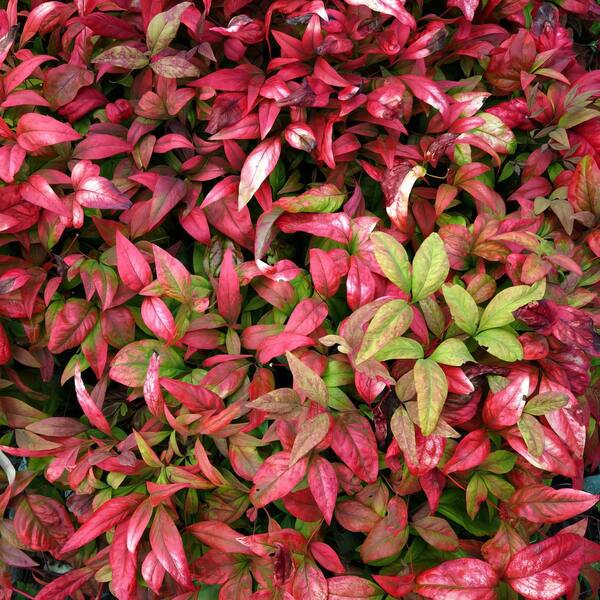 national PLANT NETWORK 1 Gal. Heavenly Bamboo Nandina Fire Power