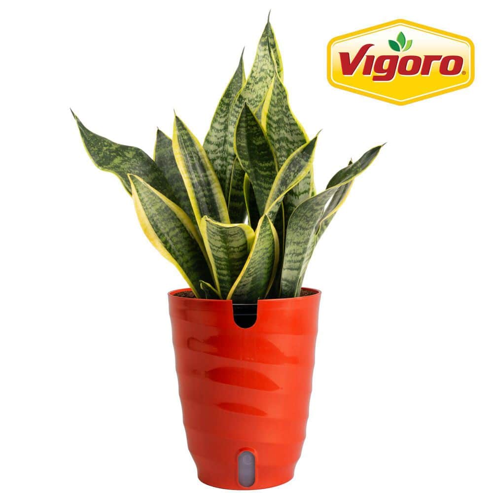 6 in. Sansevieria Laurentii Snake Plant in Mid Century Modern Planter White