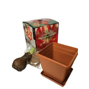 Minerva Amaryllis Planting Box Kit