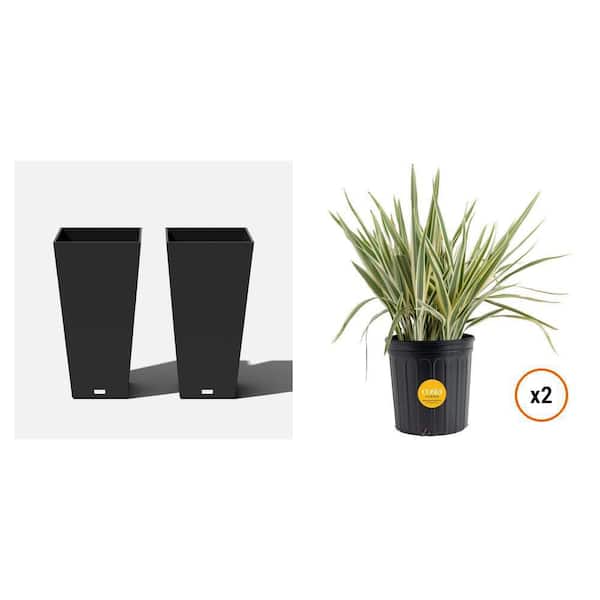 Midland 30 in. Sq Planter (2-Pack) and Dianella Flax Lily 9.25 in. Pot (2-Pack)