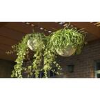 12 in. Self-Watering Plastic Hanging Baskets (Set of 2)