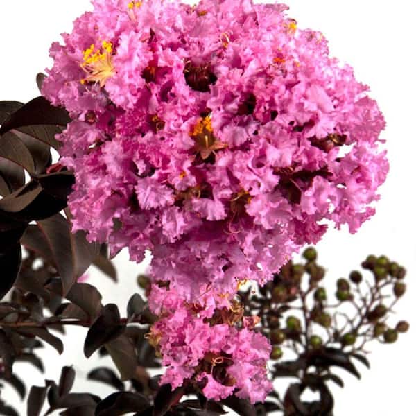 SOUTHERN LIVING 2 Gal. Delta Eclipse Crape Myrtle, Live Deciduous Shrub/Tree, Burgundy Foliage, Lavender Blooming