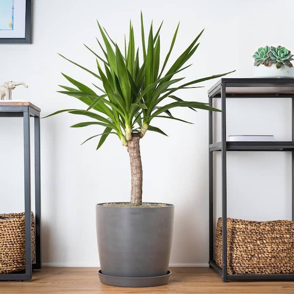Yucca Cane Plant in 9.25 inch Grower Pot