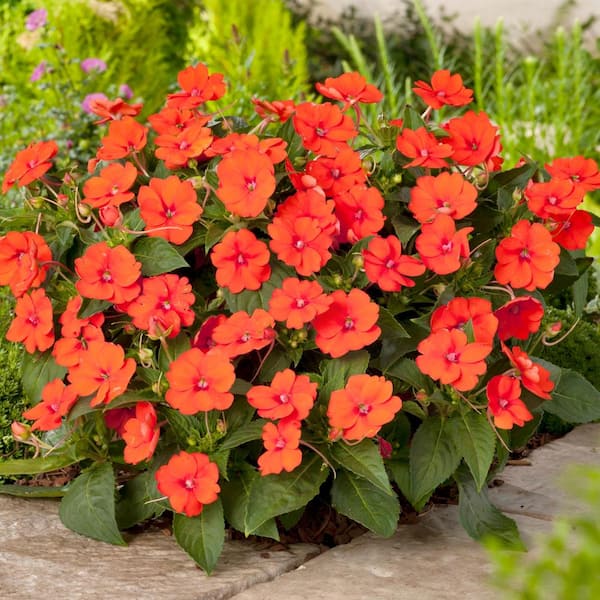 Reviews for SunPatiens 2.5 In. Vigorous Orange SunPatiens