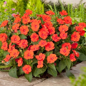 2.5 In. Vigorous Orange SunPatiens Impatiens Outdoor Annual Plant with Orange Flowers in Grower's Pot (3-Pack)