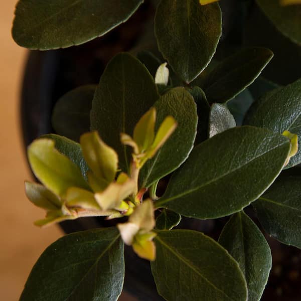 2 Gal. Clean Sweep Snowbank Indian Hawthorn - Live Evergreen Shrub with White Flower Clusters