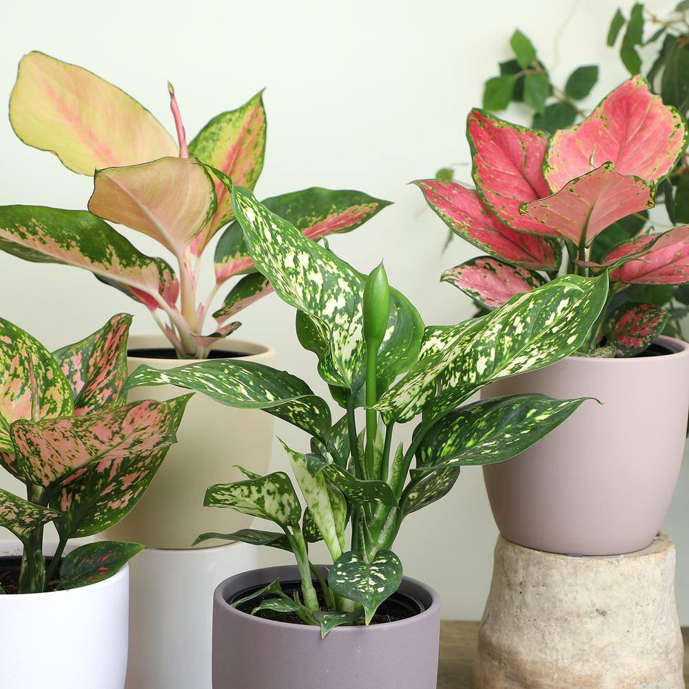 Aglaonema Beauty Pink and Green 18" Indoor Plant in Black Plastic Pot