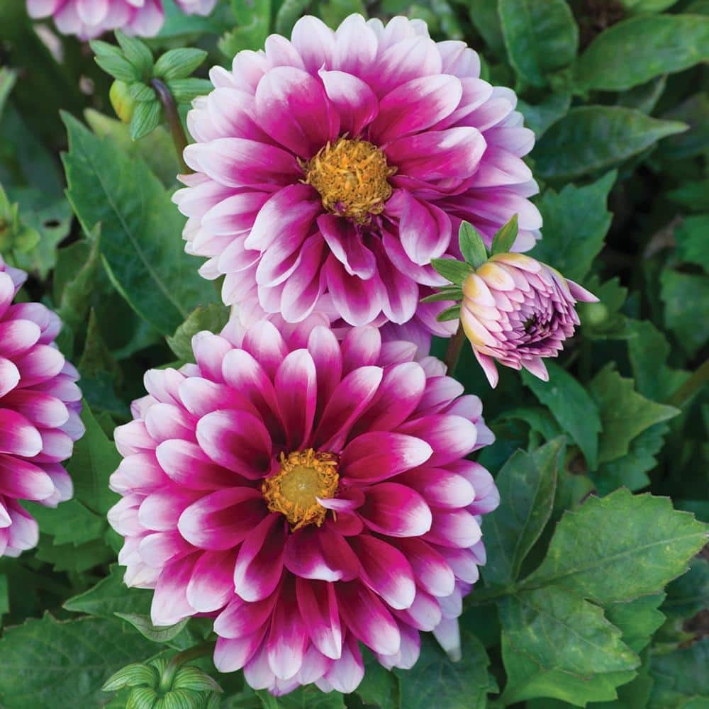 Disney - ダリア vigoro-annual-flowers-