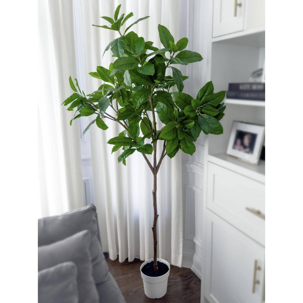Tall Indoor Magnolia Tree in White Plastic Pot
