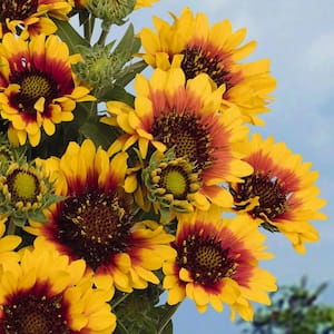 3.25 in. Gaillardia Spintop Red Starburst Perennial Plant with Yellow and Red Bicolor Flowers (3-Pack)