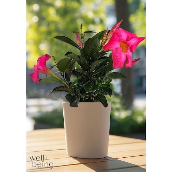 NATURE'S WAY FARMS 1.5 pt. Dipladenia Mandevilla Tropical Flowering Shrub  with Pink Flowers (1-Pack) 1432 - The Home Depot