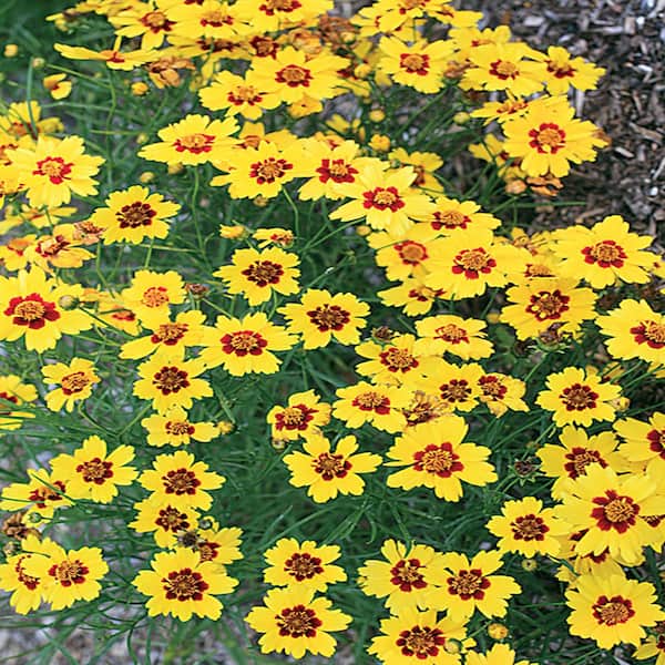 Unbranded #1 Firefly Yellow Tickseed Plant