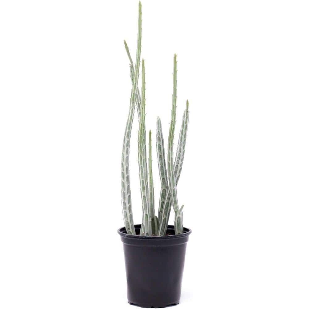 Wekiva Foliage Pickle Plant Senecio-Live Plant in a 4 Inch Pot
