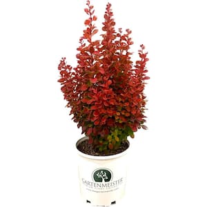 2.0 Gal. Barberry 'Orange Rocket' Berberis t. 'Orange Rocket' Shrub with Bright Orange Foliage