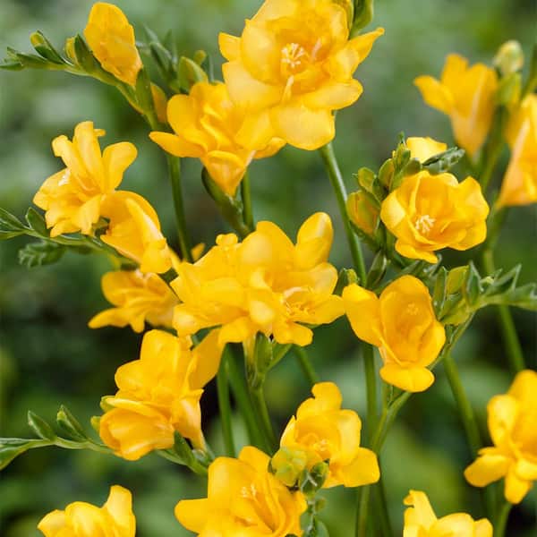 VAN ZYVERDEN Freesias Double Blooming Yellow (Set of 25 Bulbs)