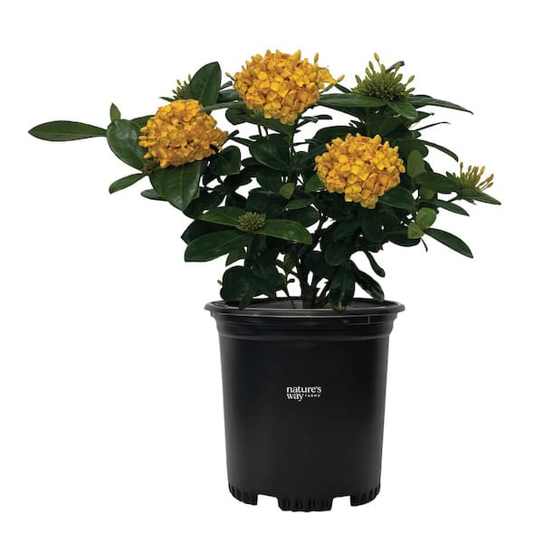 NATURE'S WAY FARMS ixora maui yellow Live Outdoor Plant in Growers Pot Avg Shipping Height 1 ft. to 2 ft. Tall
