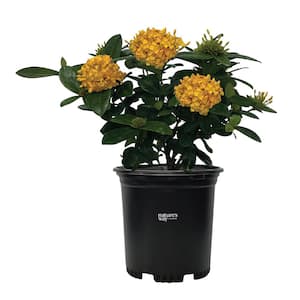 ixora maui yellow Live Outdoor Plant in Growers Pot Avg Shipping Height 1 ft. to 2 ft. Tall