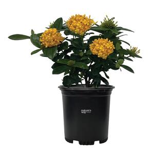 ixora maui yellow Live Outdoor Plant in Growers Pot Avg Shipping Height 1 ft. to 2 ft. Tall