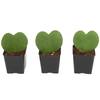 Live Hoya Heart, Hoya Kerrii, Plant in Grower's Pot (3-Pack)