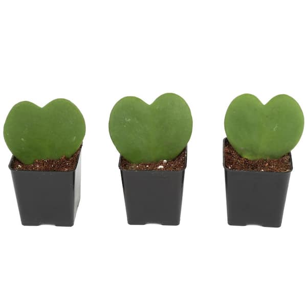 Costa Farms Live Hoya Heart, Hoya Kerrii, Plant in Grower's Pot (3-Pack)