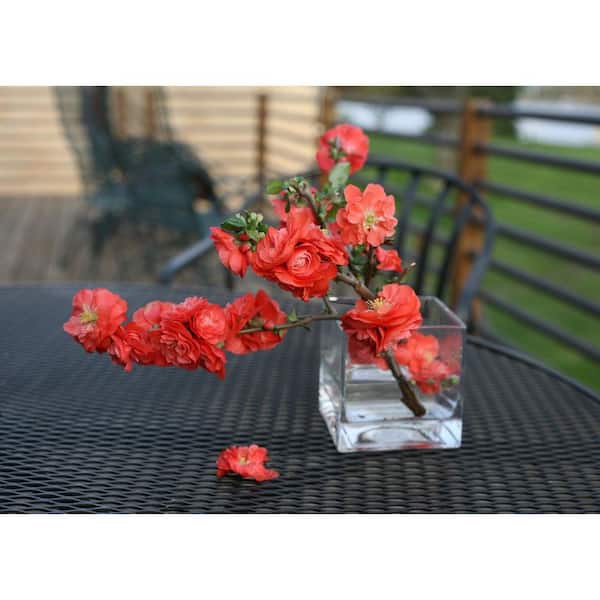 PROVEN WINNERS 2 gal. Double Take Orange Quince (Chaenomeles