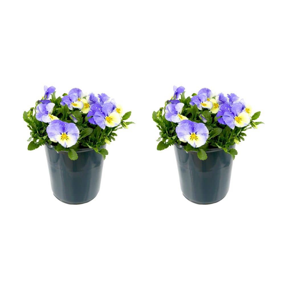 Perennial Viola Halo Lilac 2.5 qt. (2-Pack)