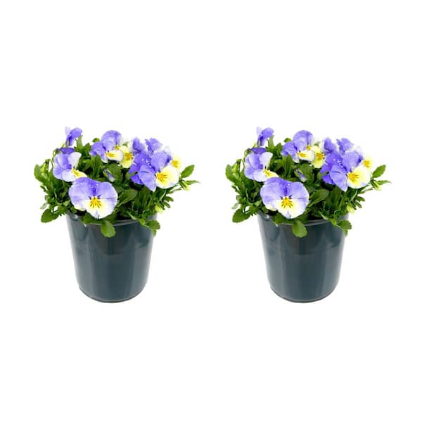 Unbranded Perennial Viola Halo Lilac 2.5 qt. (2-Pack)