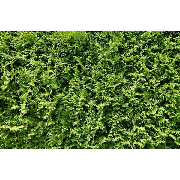 1 Gal. Little Giant Arborvitae Shrub
