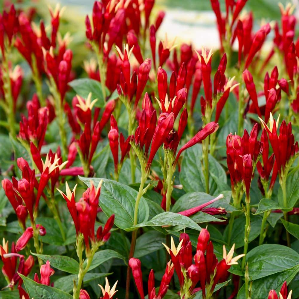 Proven Winners 1 Gal. 'Apple Slices' Indian Pink (Spigelia