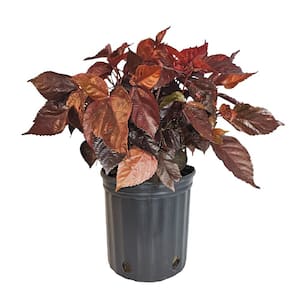 1.72 Gal. Copperleaf Feature Shrub (1-Pack)