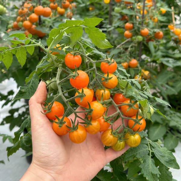 Bonnie Plants 0.94 Gal. Tiny Temptations Tomato, Live Plant 208212