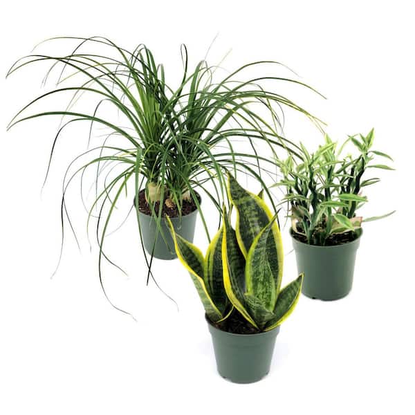 4 in. SpaceScape Houseplant Low Maintenance Plant Collection in Grower Container (3-Pack)