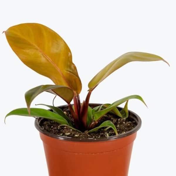 Wekiva Foliage Prince of Orange Philodendron-Live Plants in 6 in. Pots-Rare and Elegant Indoor Houseplant