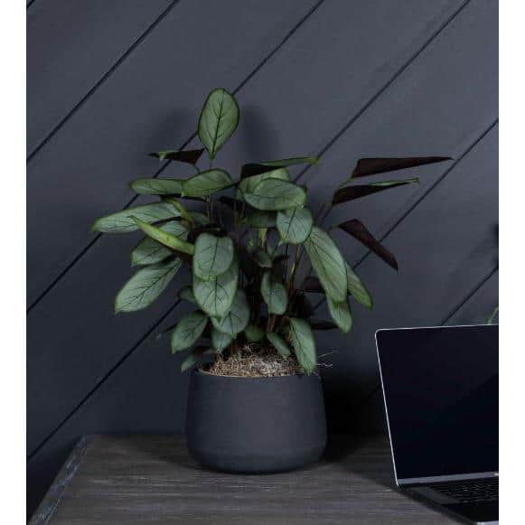 17 Cm. Setosa Exotica Plant in Sea Grass Pot