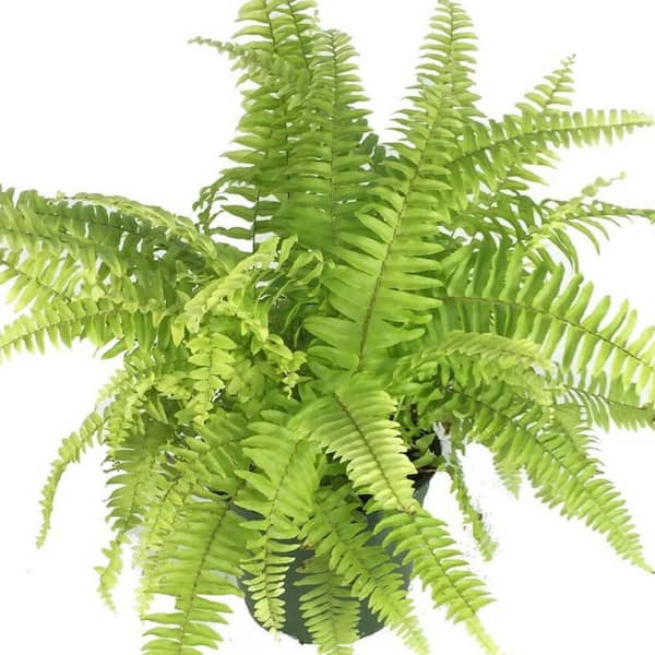 Wekiva Foliage Rita's Gold Fern-Live Starter Plant in a 4 in. Grower's Pot-Nephrolepis Exaltata