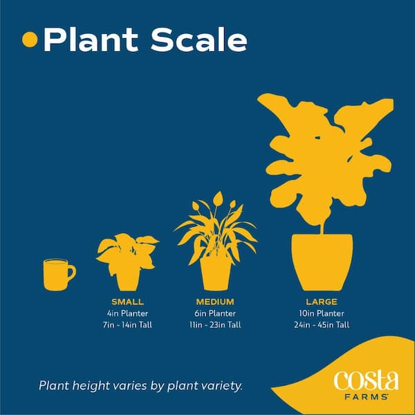 national PLANT NETWORK 10 in. Monstera Swiss Cheese Plant HD7670