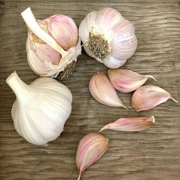 VAN ZYVERDEN Garlic Hardneck Porcelain Northern Extra Hardy Set of 3 Cloves
