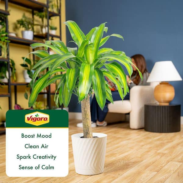 Vigoro Mass Cane Plant in 10in. White Decor Pot, Avg. Shipping Height 2-3  ft. Tall L-MCV-S-PWT-01 - The Home Depot