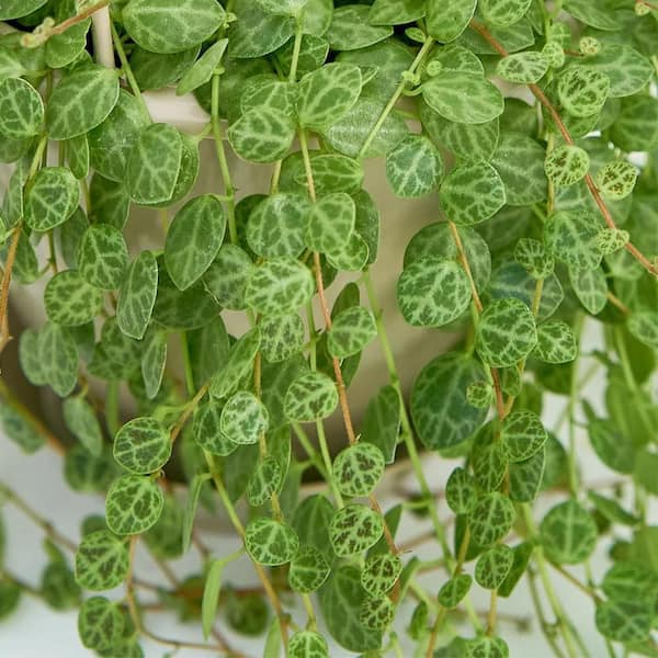 Altman Plants 6 in. String of Turtles (Peperomia Prostrata) Live houseplant in Hanging Basket