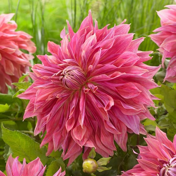 VAN ZYVERDEN Dahlias Penhill Dark Monarch Bulbs (Set of 3)