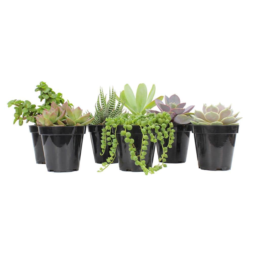 Multicolor Assorted Succulent Variety Pack in Plastic Pots