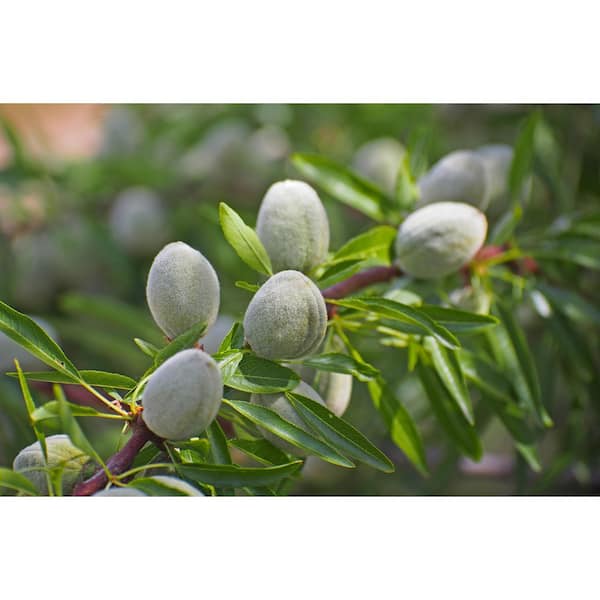 Online Orchards 3 ft. Halls Hardy Almond Bare Root Tree with Very Cold Hardy Fresh Almonds