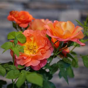 1 Gal. Rise Up Emberays Rose (Rosa) Live Shrub with Sherbet Orange/Lemon Yellow Flowers