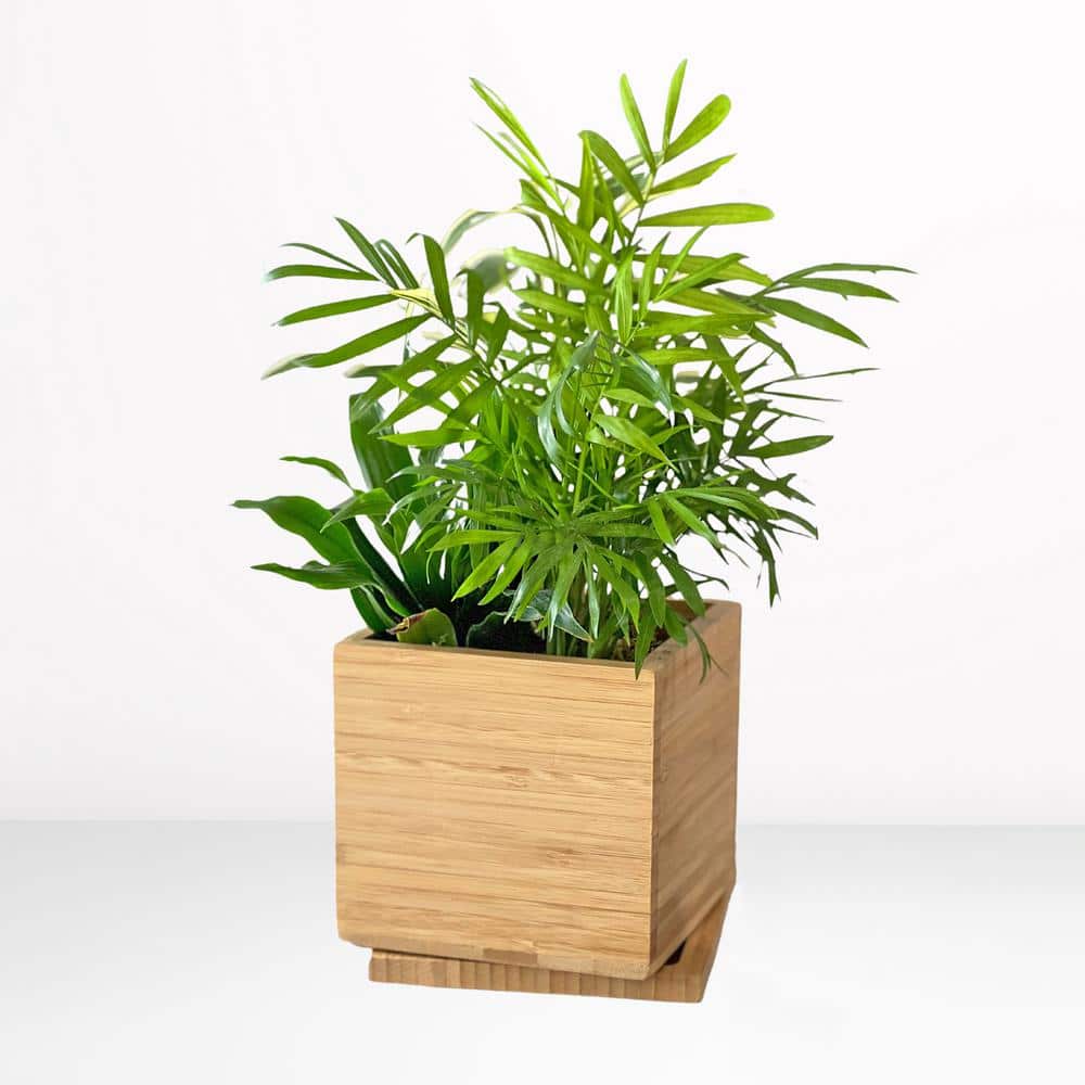 GARDENUITY Indoor Tropical Desktop Garden Kit with 3-Plants in 5