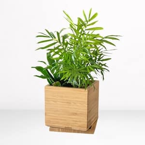 Indoor Tropical Desktop Garden Kit with 3-Plants in 5 in. Sustainable Bamboo Planter