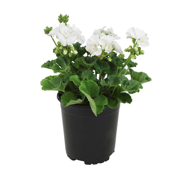 ALTMAN PLANTS #1 2.5 Qt. White Zonal Geranium Plant
